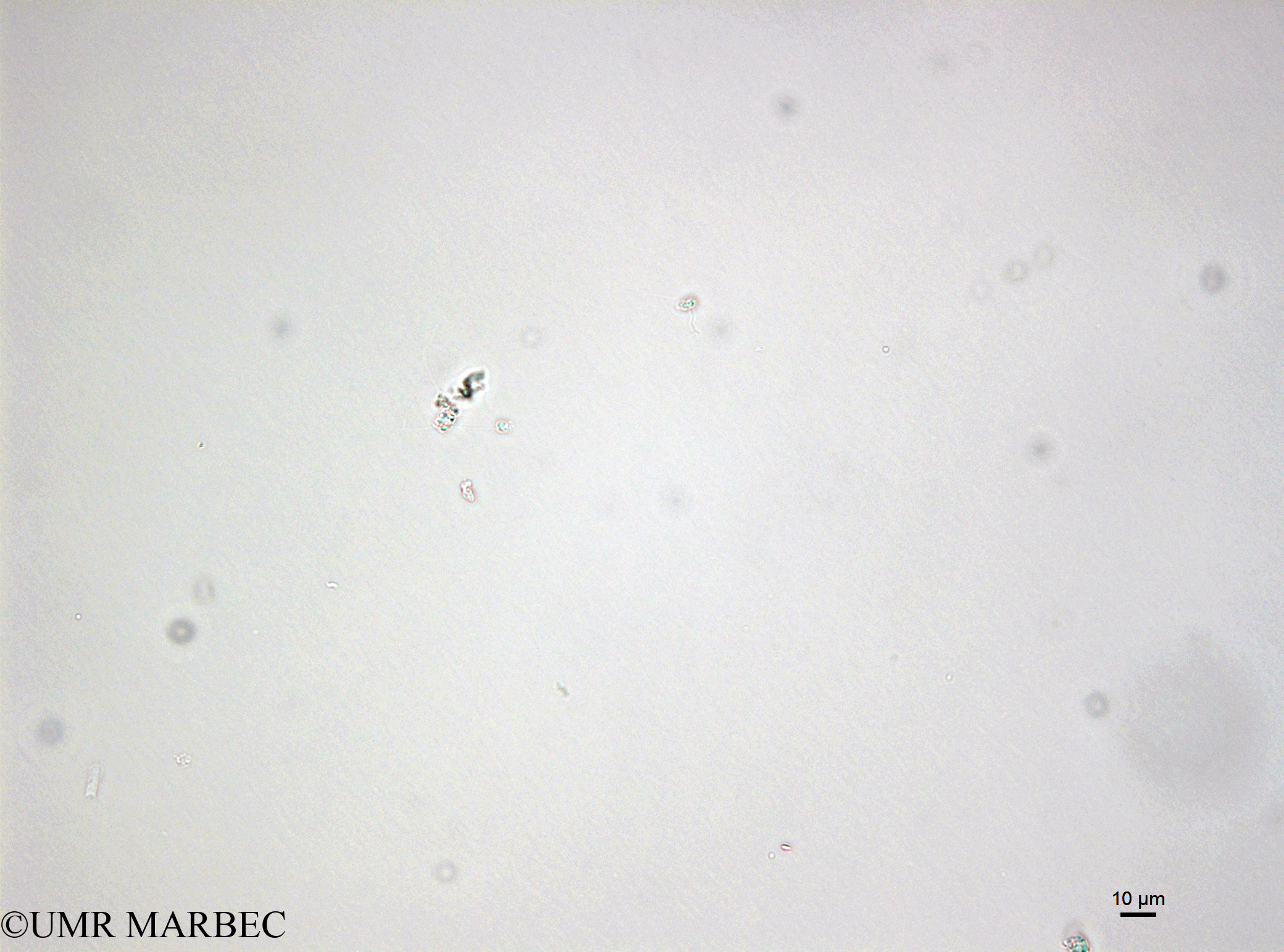 phyto/Bizerte/bizerte_bay/RISCO April 2014/Nanoflagellé 16 (Microflagellé spp <10µm cf Hillea sp. -141218_001_ovl -7)(copy).jpg